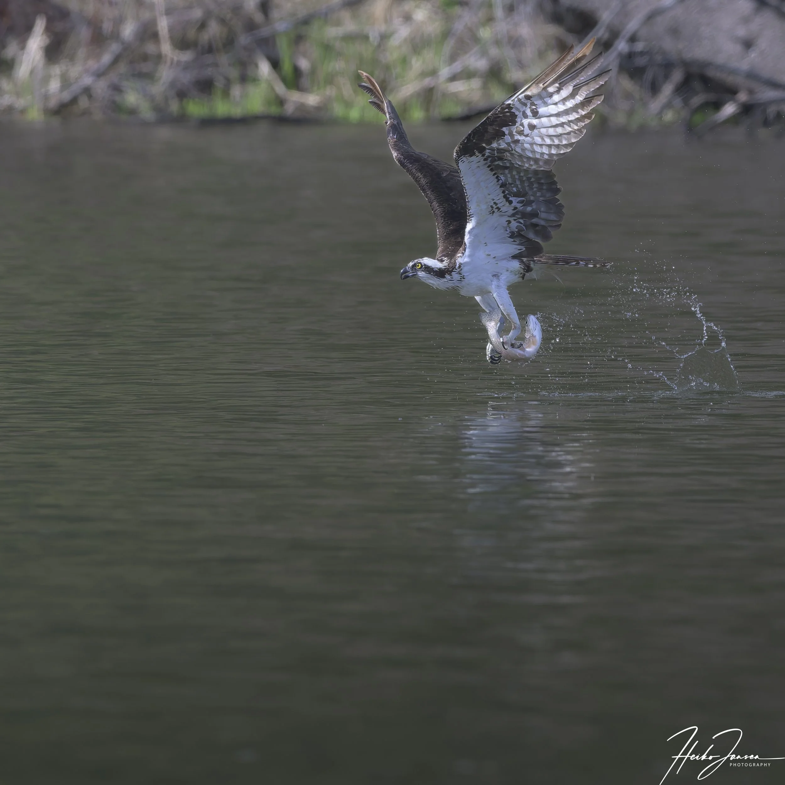Osprey

Nikon Z8, Nikon VR 600mm f4E; 600mm,, 1/5000 sec, f7.1, ISO 3200, 0 EV.