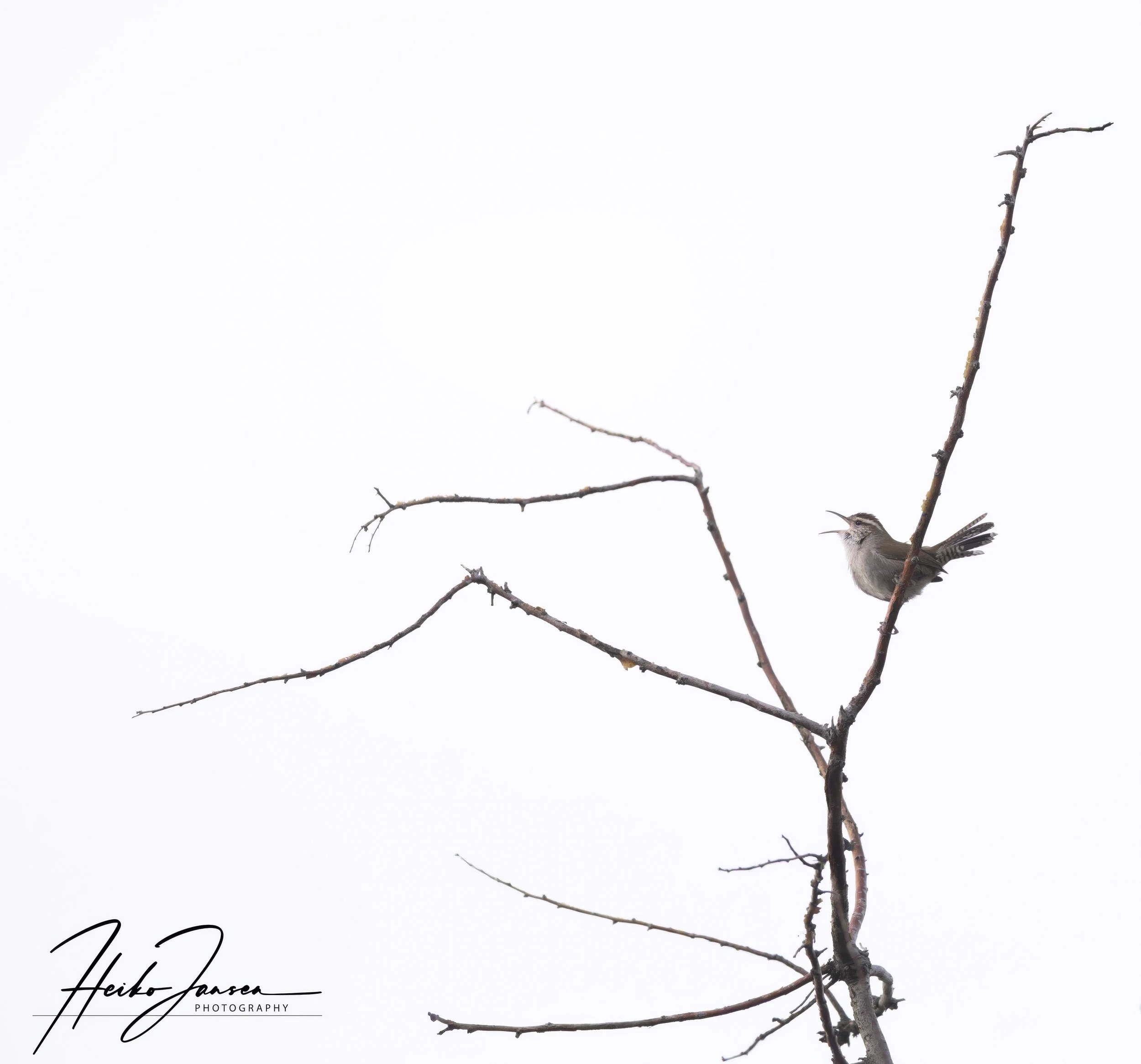 Hi-key image of Bewick's wren

Nikon Z8, Nikon VR 600mm f4E; 850mm (1.4TC), 1/640 sec, f4.5, ISO 64, 0.33 EV.