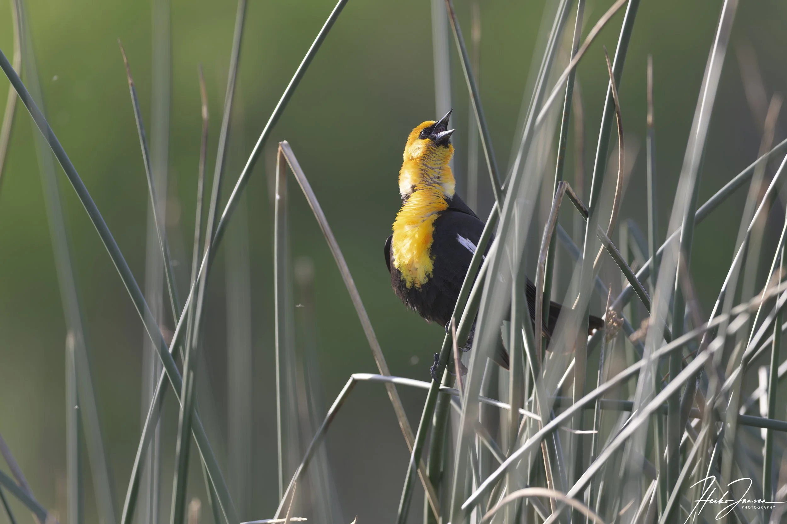 Yellow-headed blackbird

Nikon Z8, VR 600mm f4E; 600mm, 1/320 sec, f5, ISO 180, 0 EV.