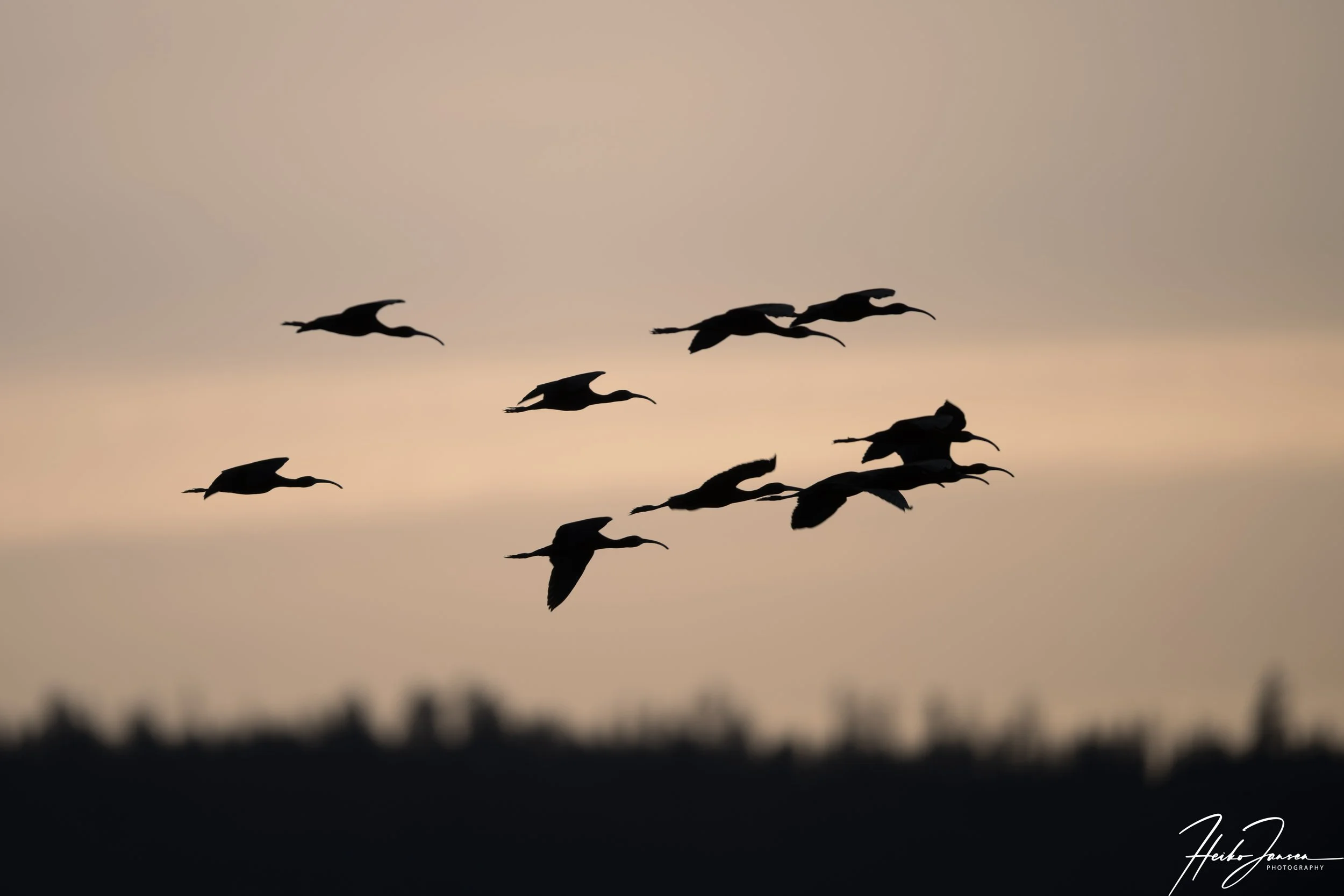 Sandhill cranes

Nikon Z8, Nikon VR 600mm f4E; 850mm (1.4TC), 1/2500 sec, f5.6, ISO 2500, 1.0 EV.