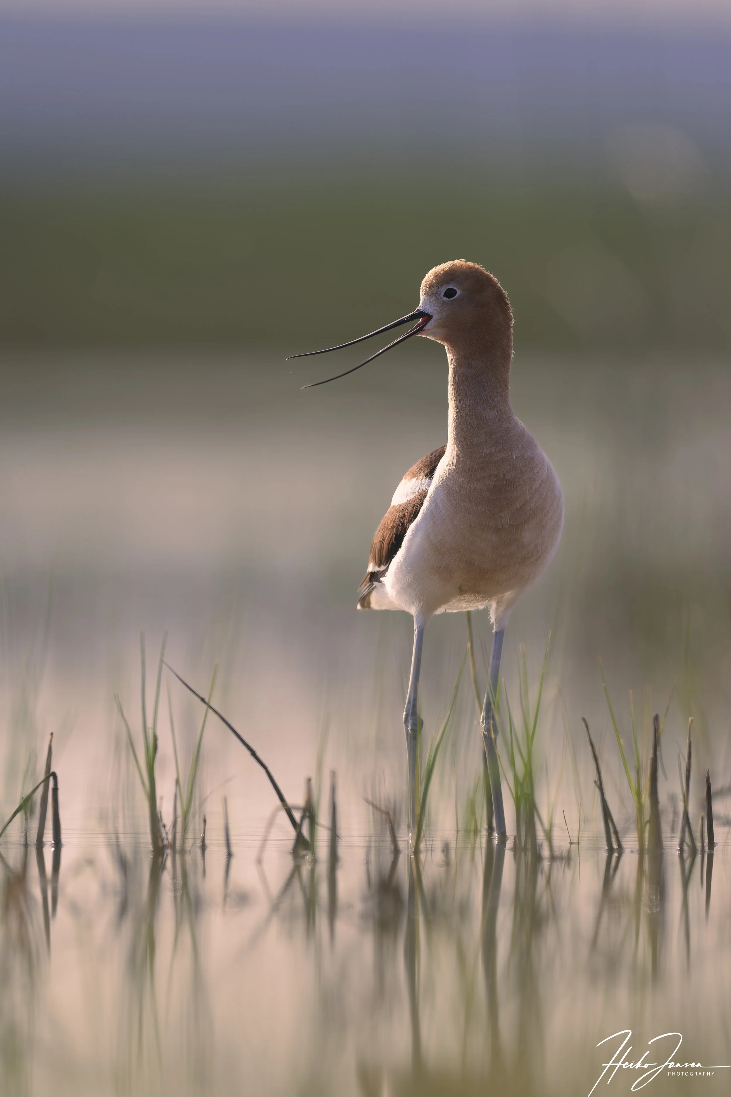American Avocet.

Nikon Z8, VR 600mm f4E; 600mm, 1/800 sec, f5, ISO 64, 0 EV.