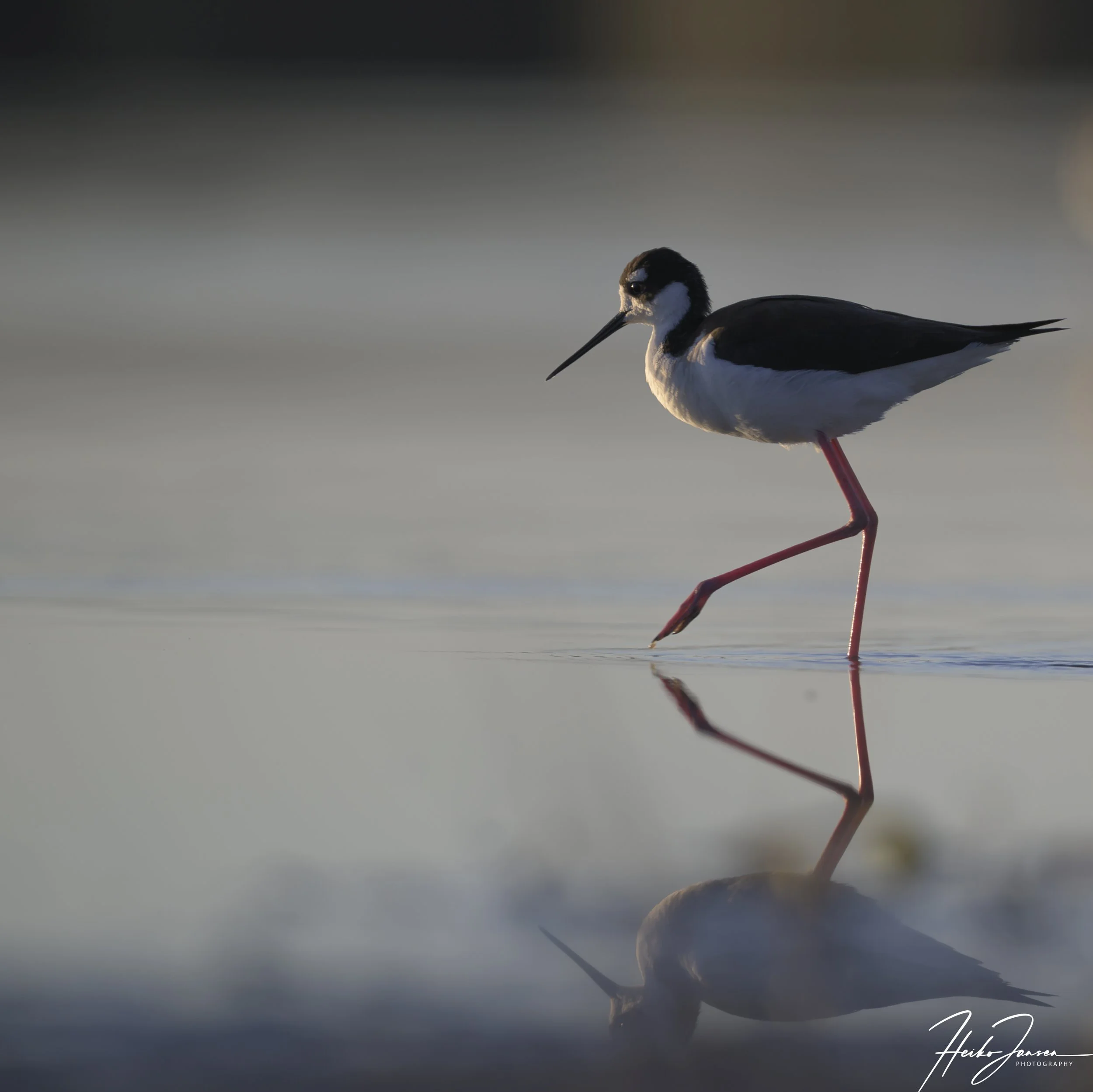 Black-necked stilt.

Nikon Z8, Nikon VR 600mm f4E; 600mm, 1/800 sec, f5, ISO 125, 0 EV.