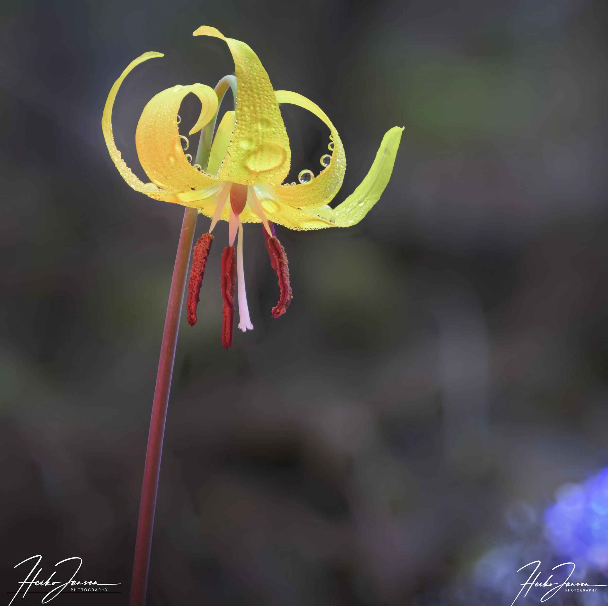 Glacier Lilly. Focus stack  of 15 images. Nikon Z8, Nikkor Z MC 50mm f2.8; 50mm (75mm eq), 1/160 sec  at f4.5, ISO 200, -2 EV.