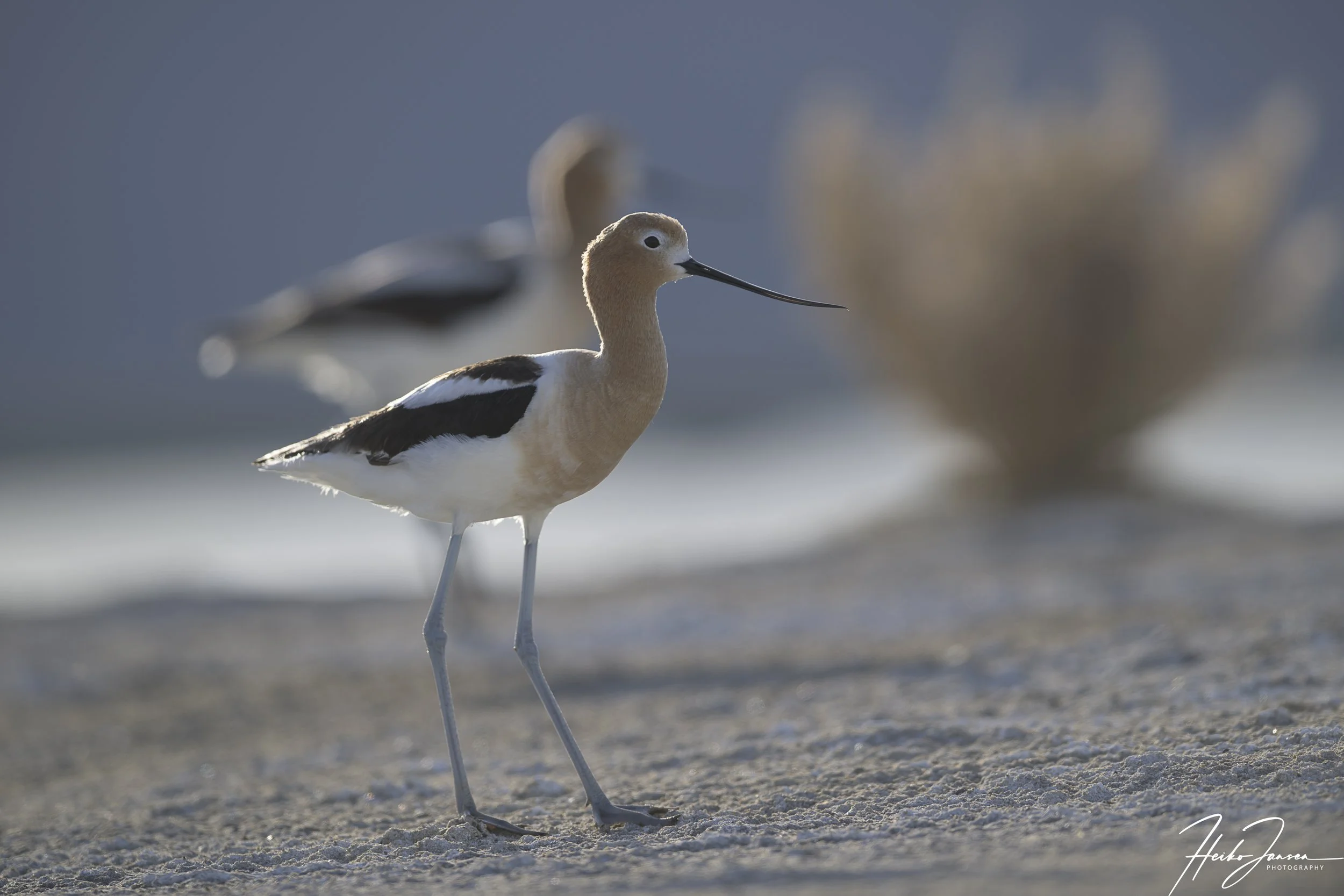 American Avocets.

Nikon Z8, VR 600mm f4E; 600mm, 1/500 sec, f5, ISO 110, 0 EV.