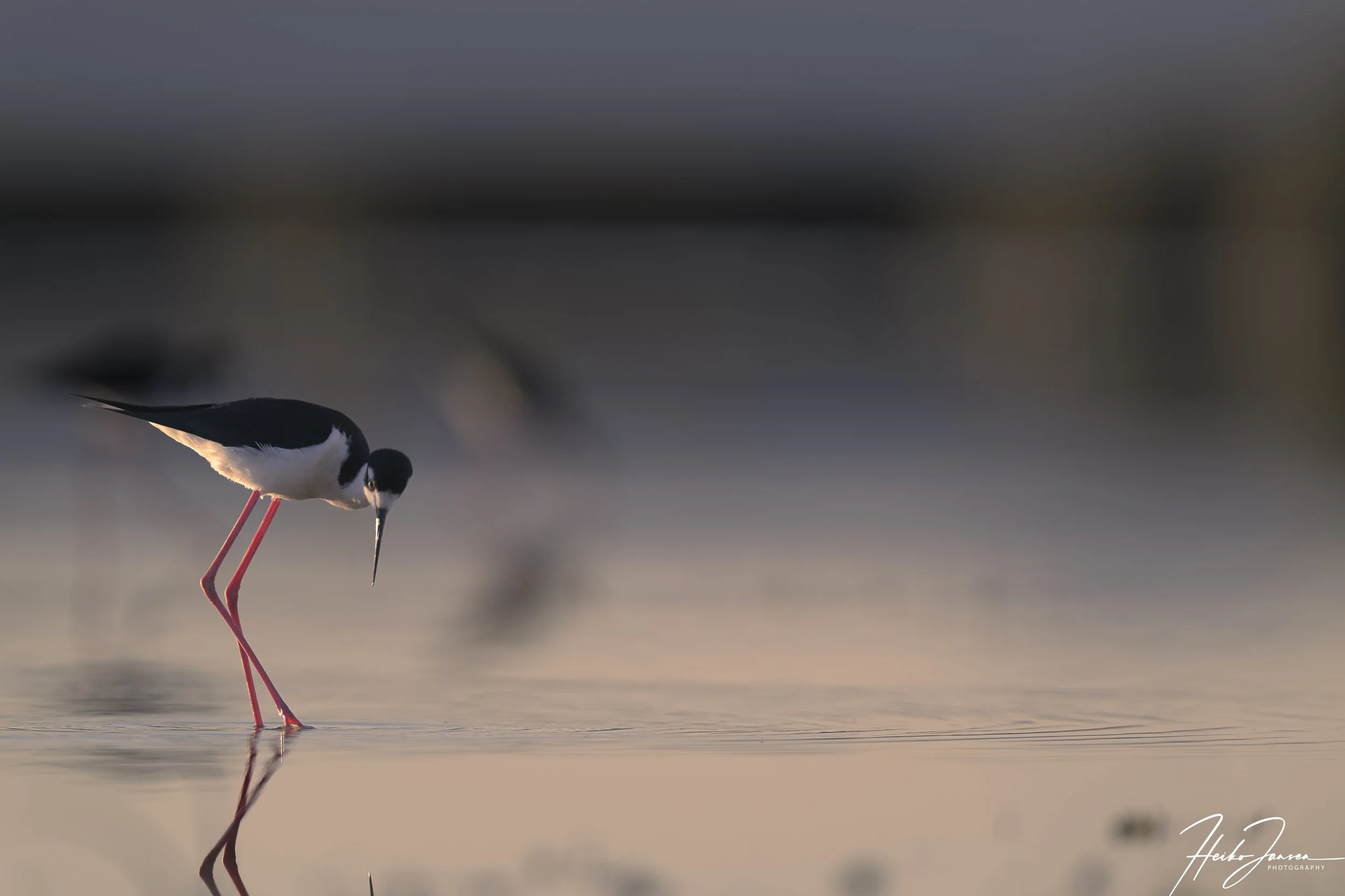 Black-necked stilt.
Nikon Z8, Nikon VR 600mm f4E; 600mm, 1/640 sec, f4.5, ISO 64, 0 EV.