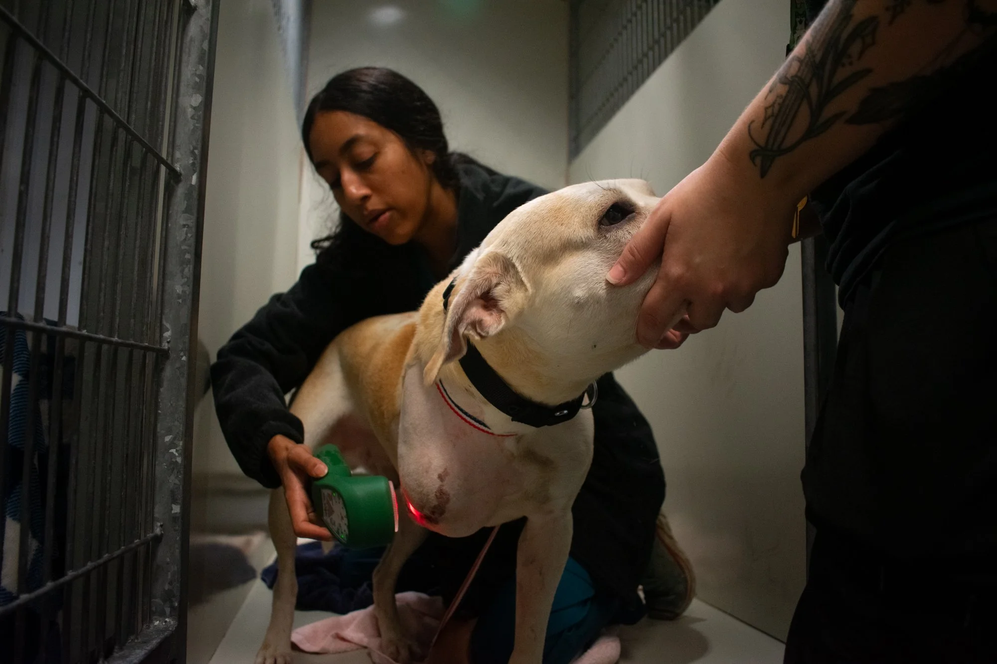 Mistry is performing laser therapy over Buddy’s incision to help reduce inflammation and swelling after his front leg was amputated the day before. Buddy was owned by a homeless person and was hit by a car six months ago, resulting in a broken leg. M