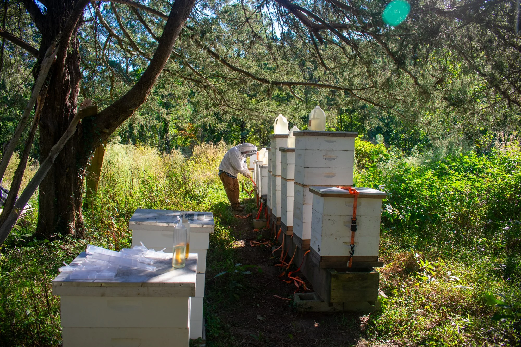 Crump, a member of the Orange County Beekeepers Association, checks his box hives in Durham, North Carolina, one out of 75 hives he maintains across Hillsborough, Johnson, Wake, Durham, Orange, Chatham and Alamance counties. Now 72 years old, Crump h