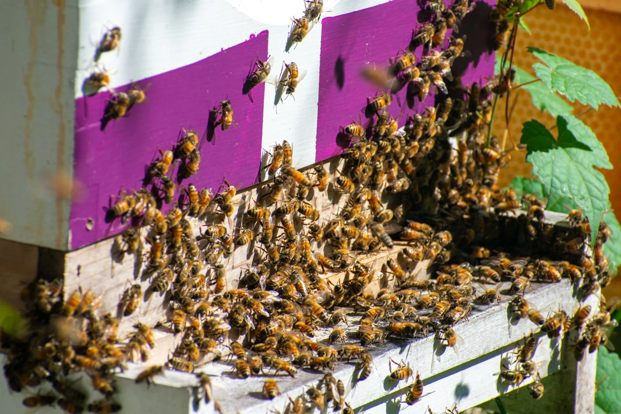 Kosiba said one thing people tend to forget is that bees are not pets but livestock, and that they must be treated that way. 

“You have to make sure they don’t get disease or they die,” he said. “You have to make sure that they’re fed or they die. I