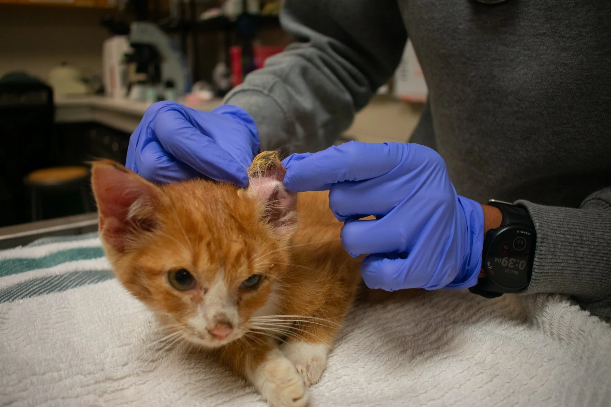Markie Mark, a cat who was thrown out of a car, is getting treated. He experienced heavy bleeding from his right ear due to the impact of the moving vehicle. Veterinarian Dr. Avnee Mistry applied quick stop anticoagulant powder on the ear to stop the