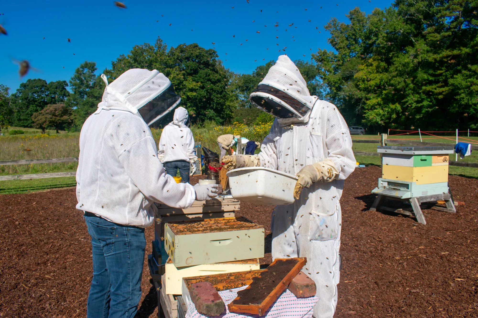 Kosiba scoops bees into the container to prepare for an alcohol wash at Blackwood. He said he enjoys beekeeping because it helps him connect to nature. 

“I just like being out,” he said. “I’m a strong believer in vitamin O, which is the outside. I t