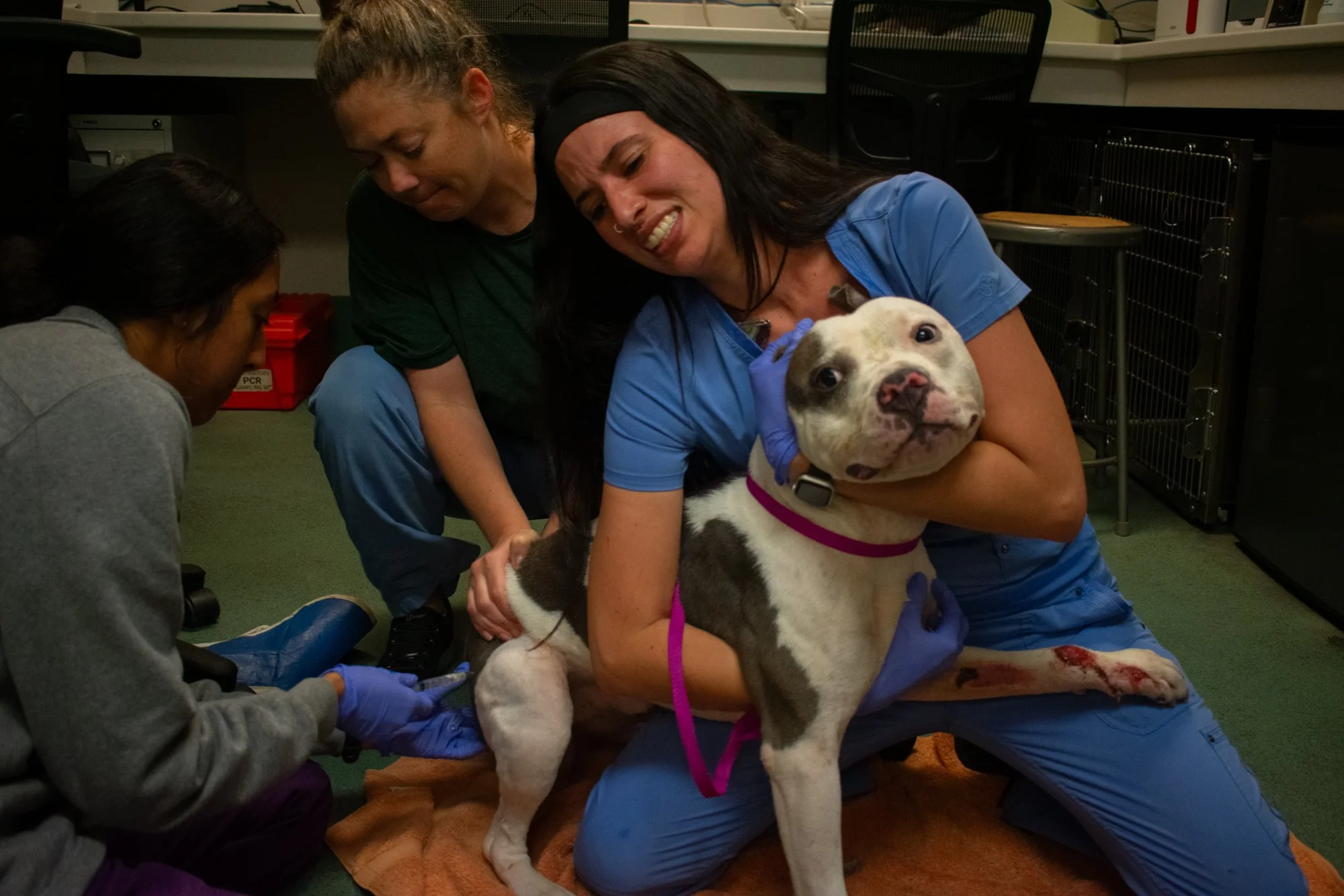 Jill Claude Del Valle, the receiving and kennel teams supervisor at Wake County, holds Benjamin still while Mistry sedates him. Mistry said the shelter is unsure of the cause of Benjamin’s leg injury but suspects it resulted from blunt force trauma. 