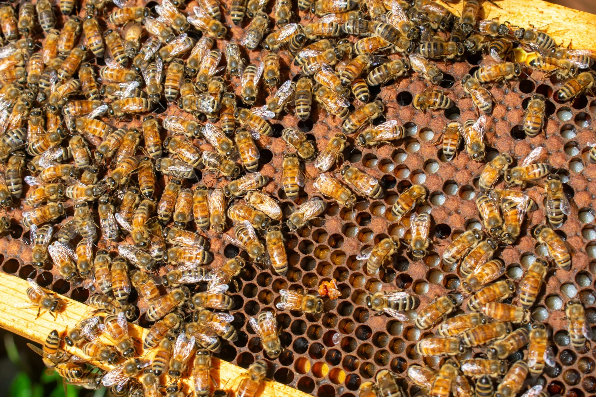 Bees are considered a “superorganism,” meaning the colony functions as a single entity rather than a group of individuals. Vogel said the bees know exactly what their role is in the colony and have different tasks throughout their lives. 

Within the