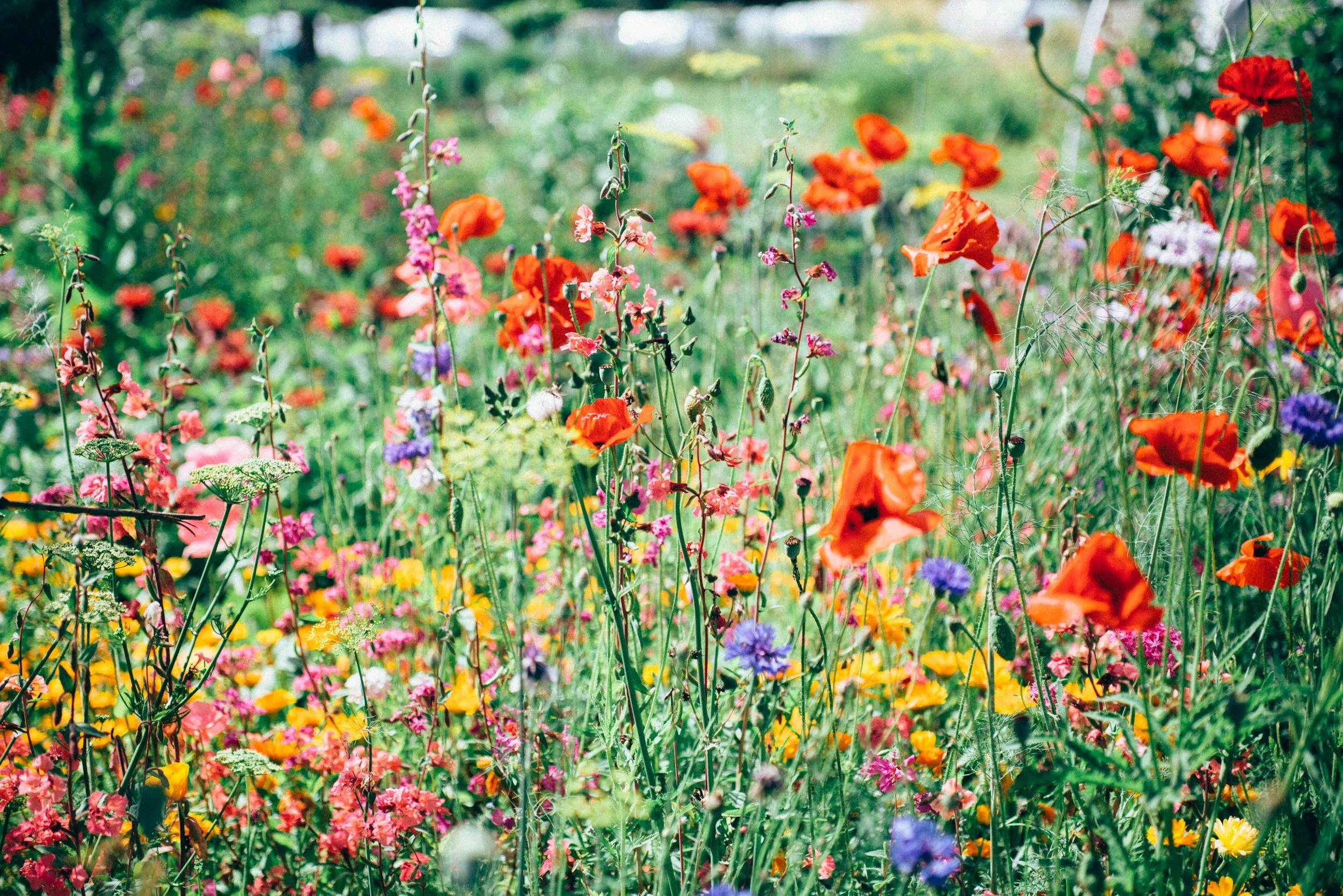 A vibrant wildflower garden with various colorful flowers including red poppies, pink, purple, yellow, and orange blossoms, set in a natural outdoor environment.