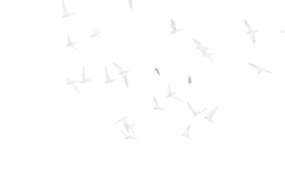 A black and white image of a landscape with several birds flying in the sky and some trees or bushes at the bottom.