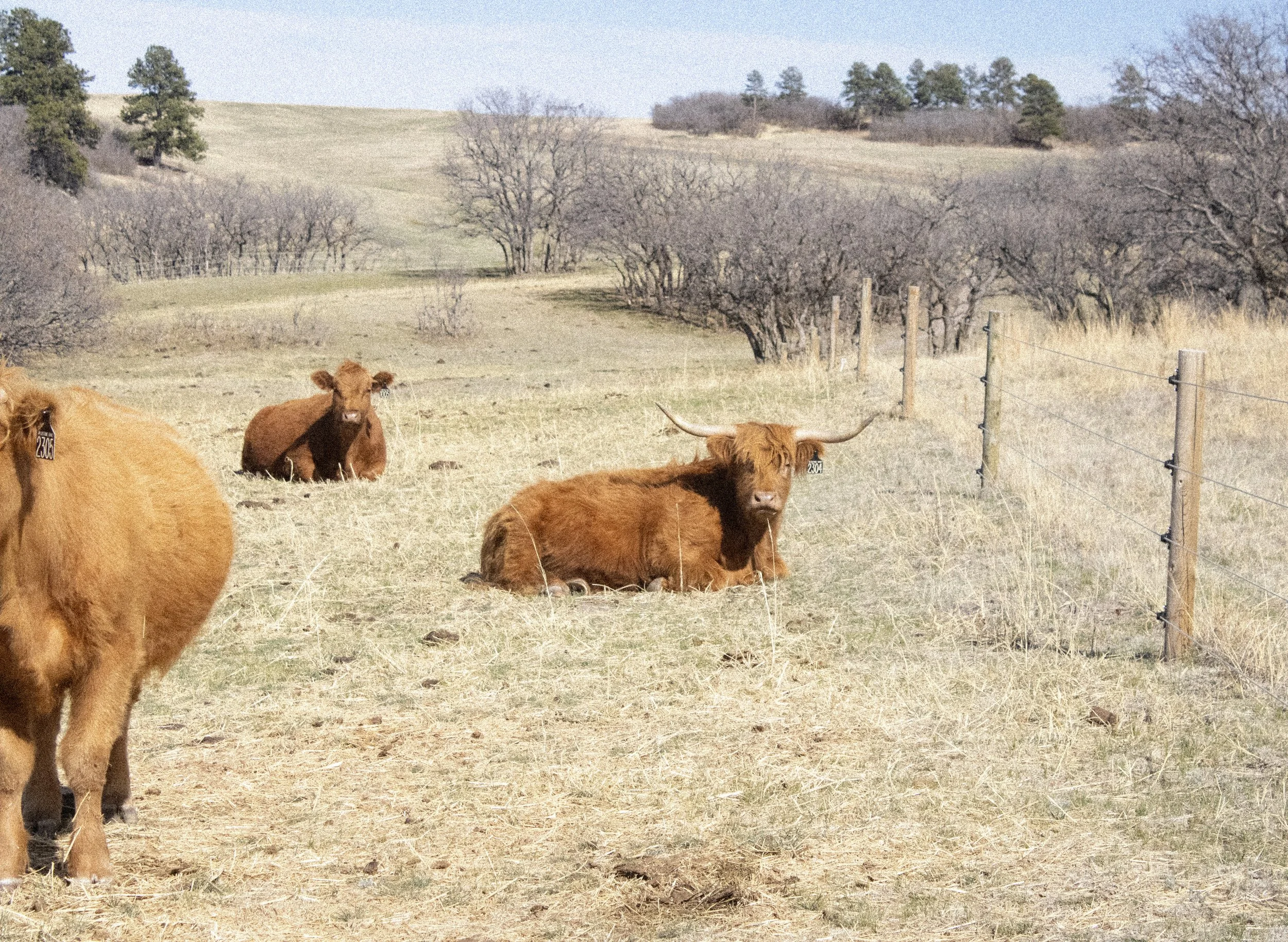Cow Print #1