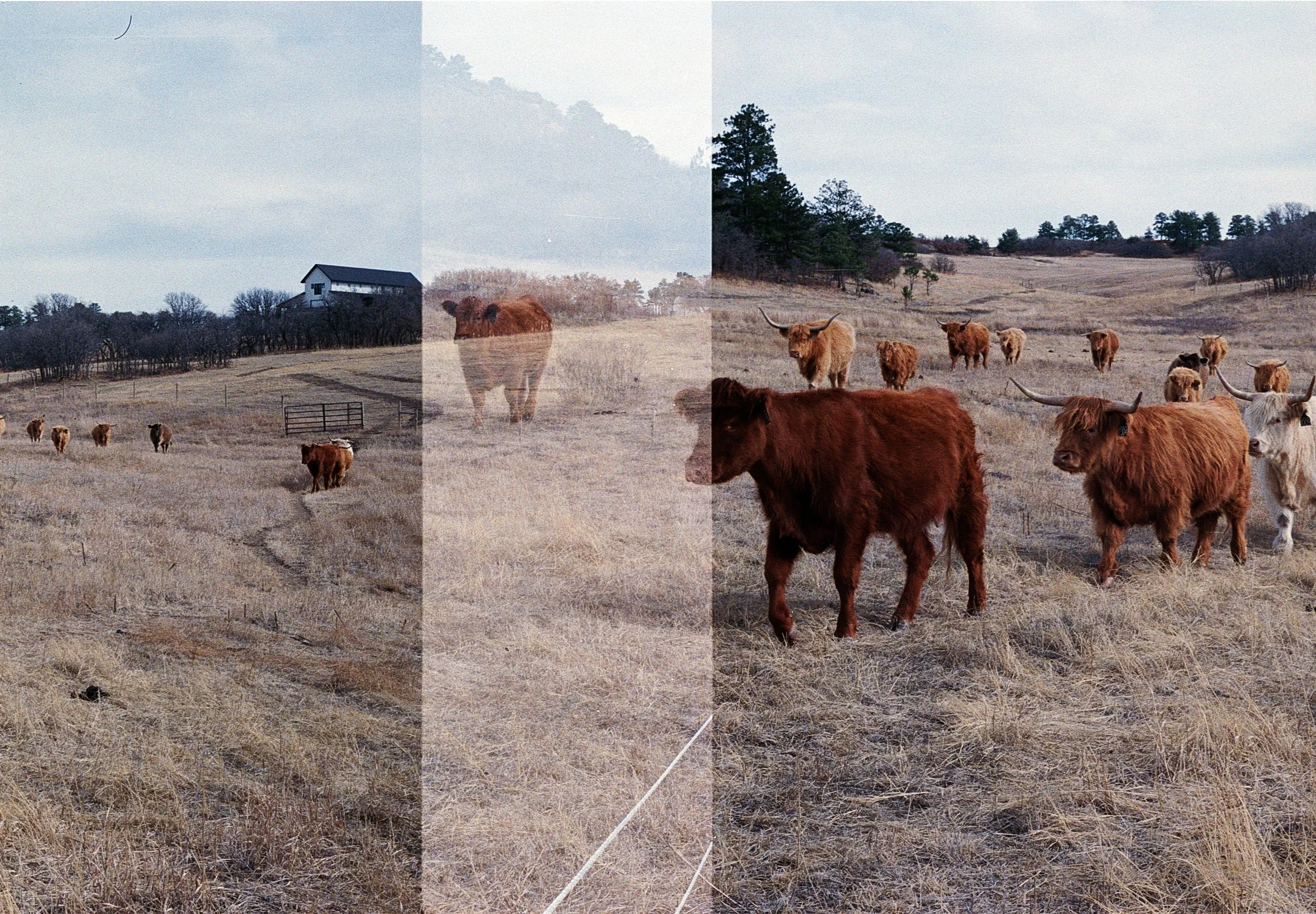 Cow Print #3