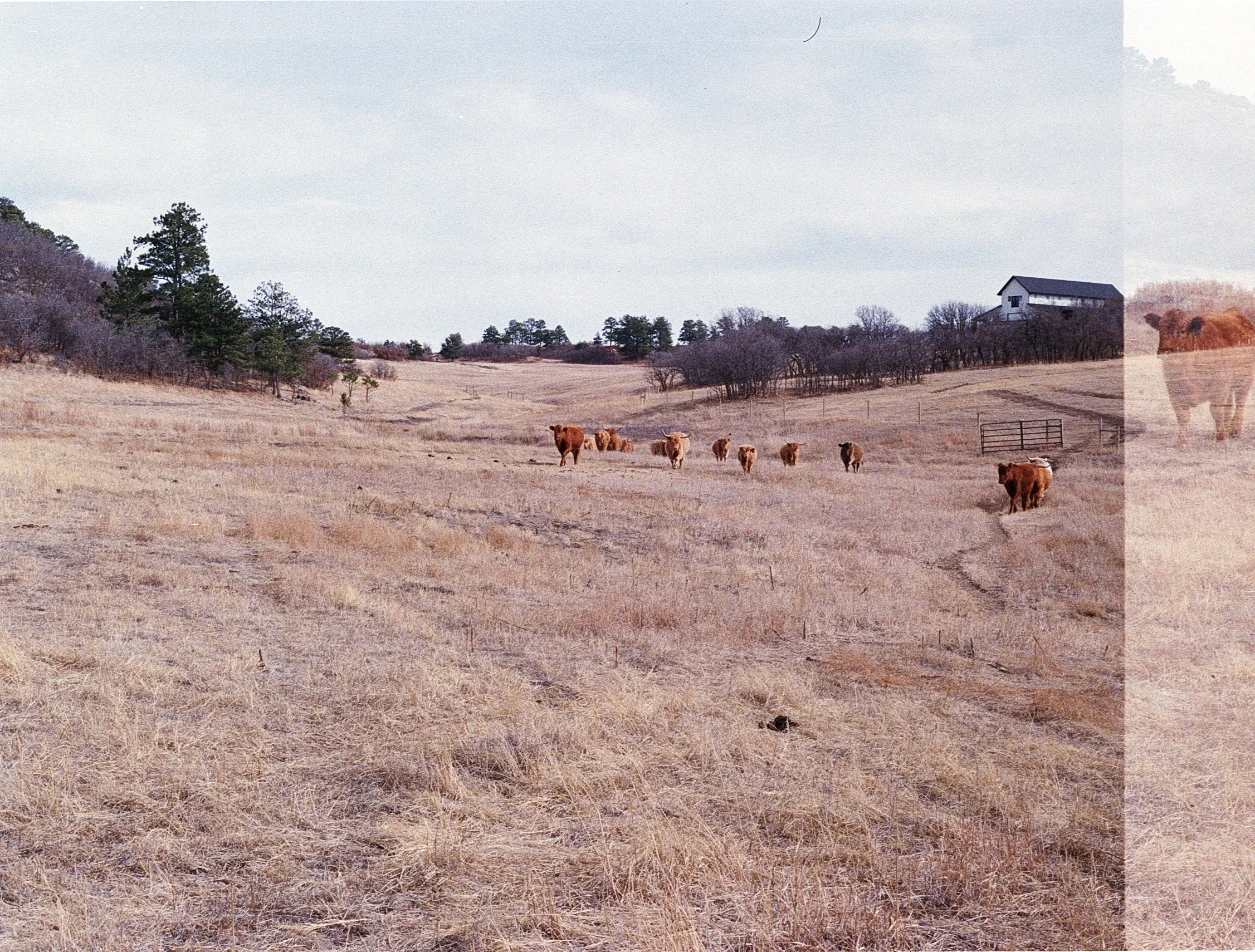 Cow Print #4