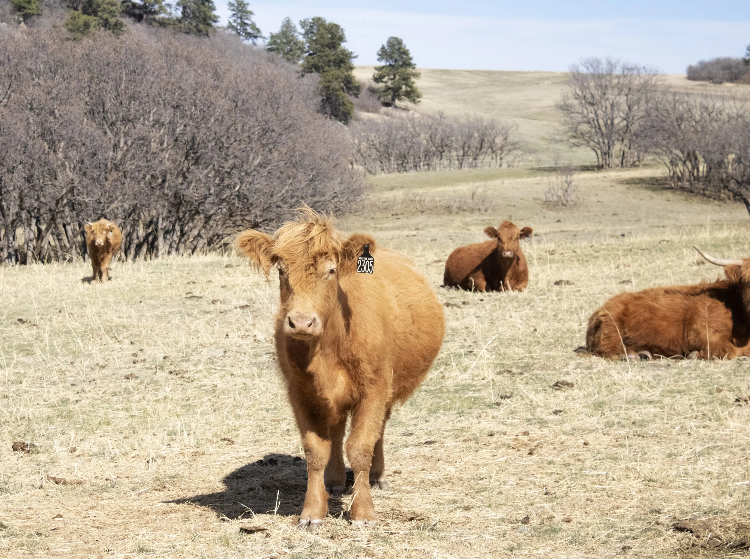 Cow Print #2
