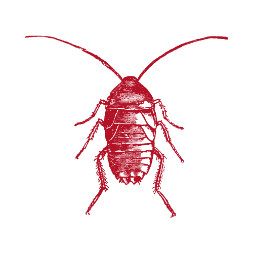 A red illustration of a cockroach on a black background.