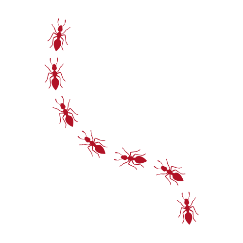 Illustration of ants