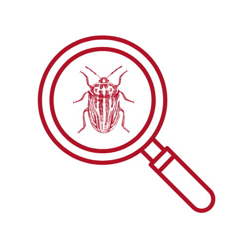 Illustration of a magnifying glass focusing on a bug, representing pest inspection or identification.