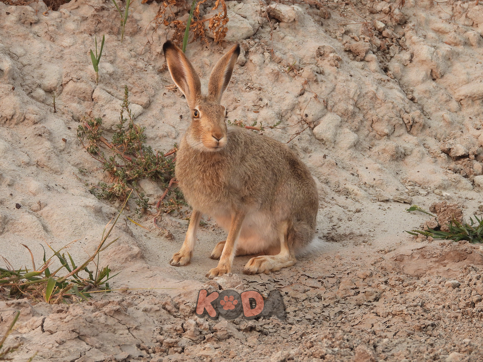White-tailed Jackrabit | Nikon P1000 | Sep 2023 