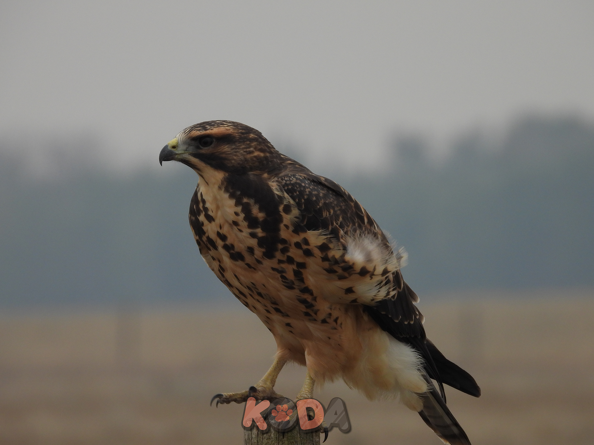 Swainson's Hawk | Nikon P1000 | Sep 2023 