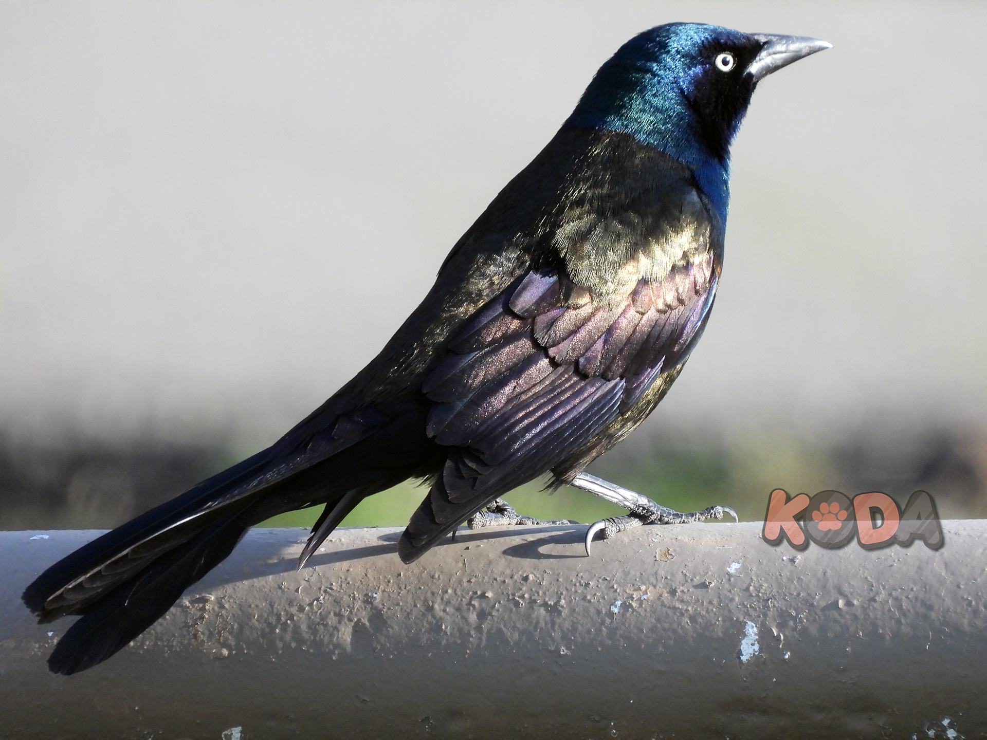 Common Grackle | Nikon P1000 | Apr 2024 