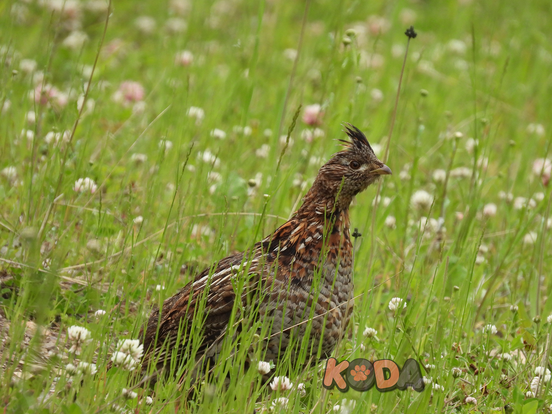 Ruffed Grouse | Nikon P1000 | June 2026 