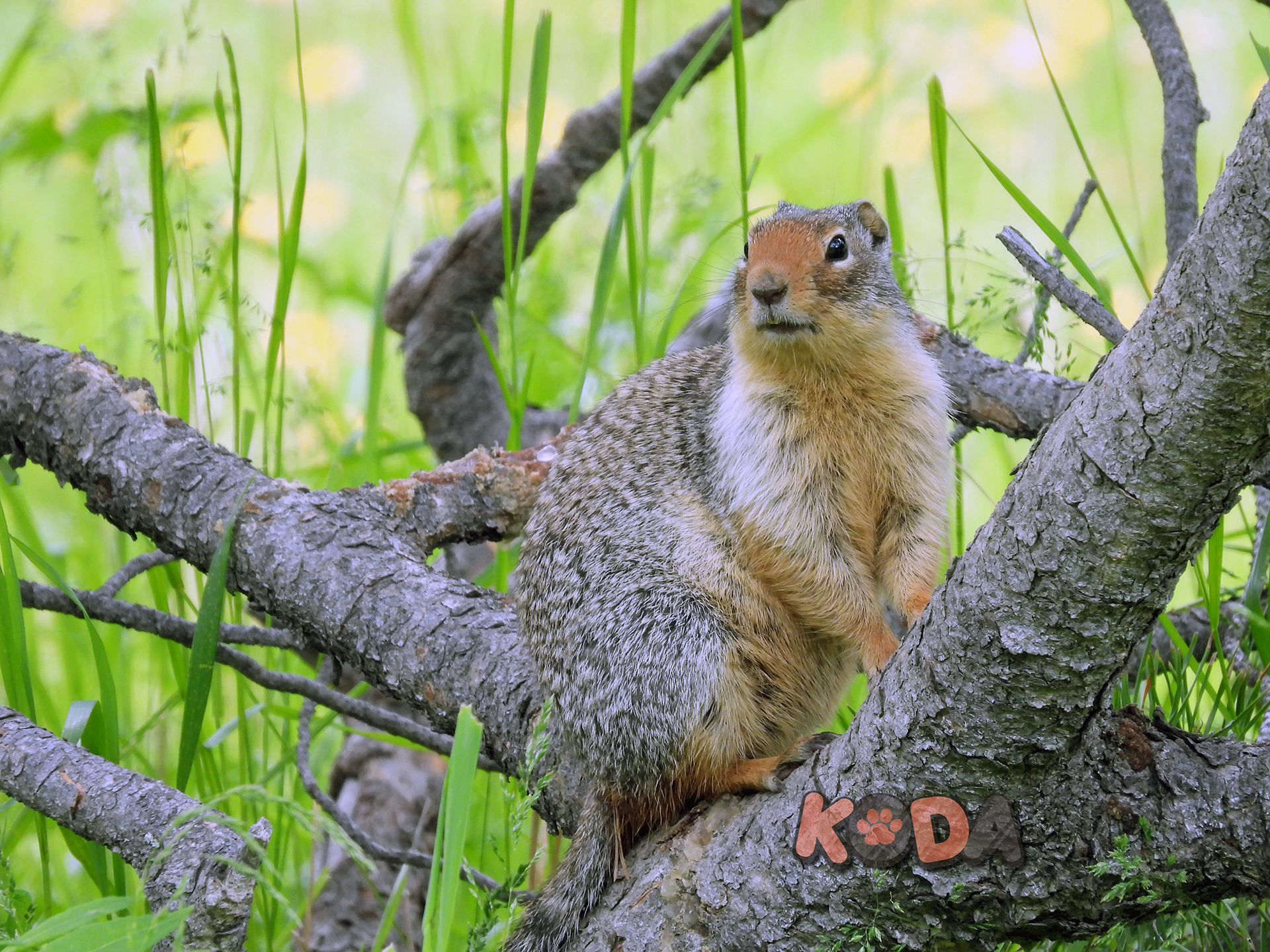 
Columbian Ground Squirrel | Nikon P1000 | June 2026 