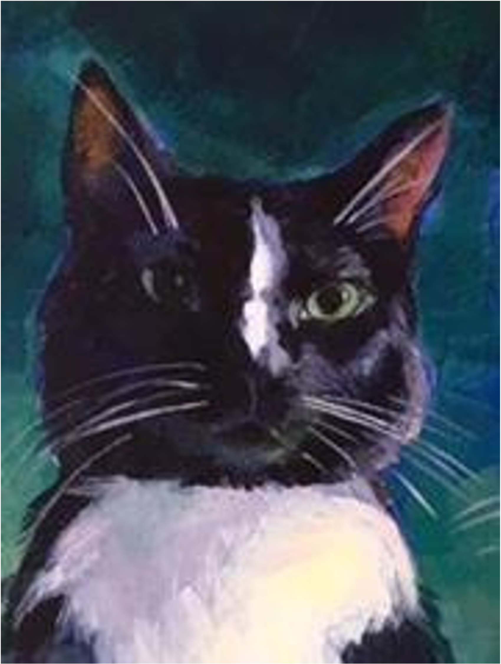 Close-up of a black and white cat with yellow-green eyes, facing forward, with a colorful background.