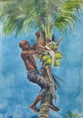 A young boy climbing a palm tree to pick fruit.