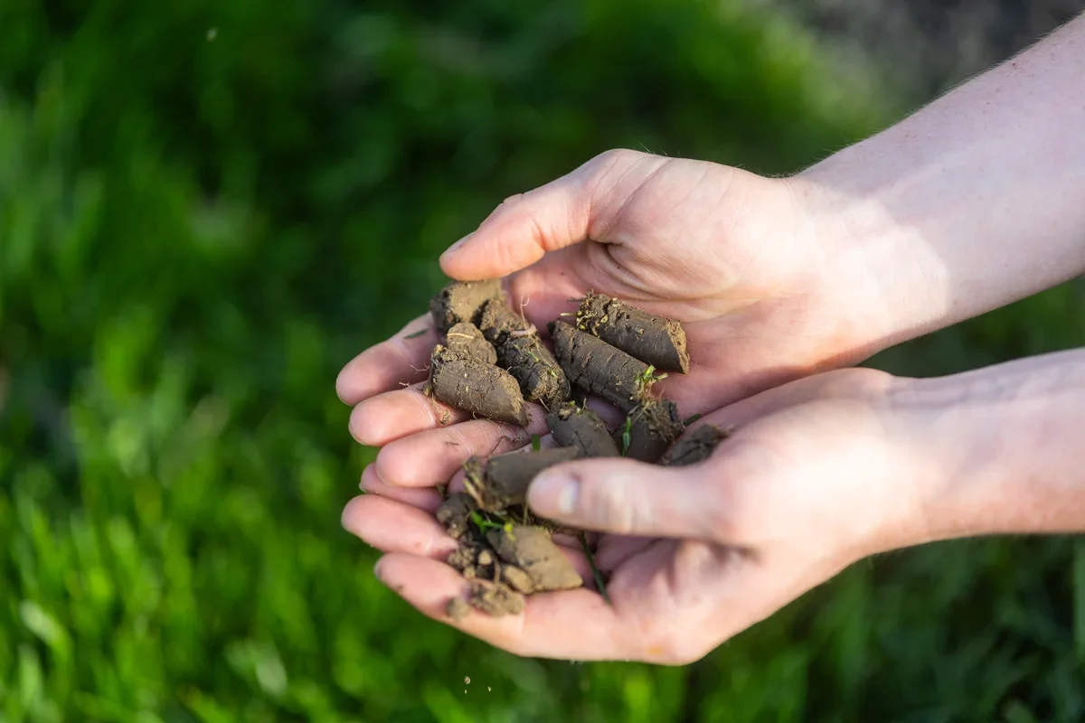 Aeration & Overseeding