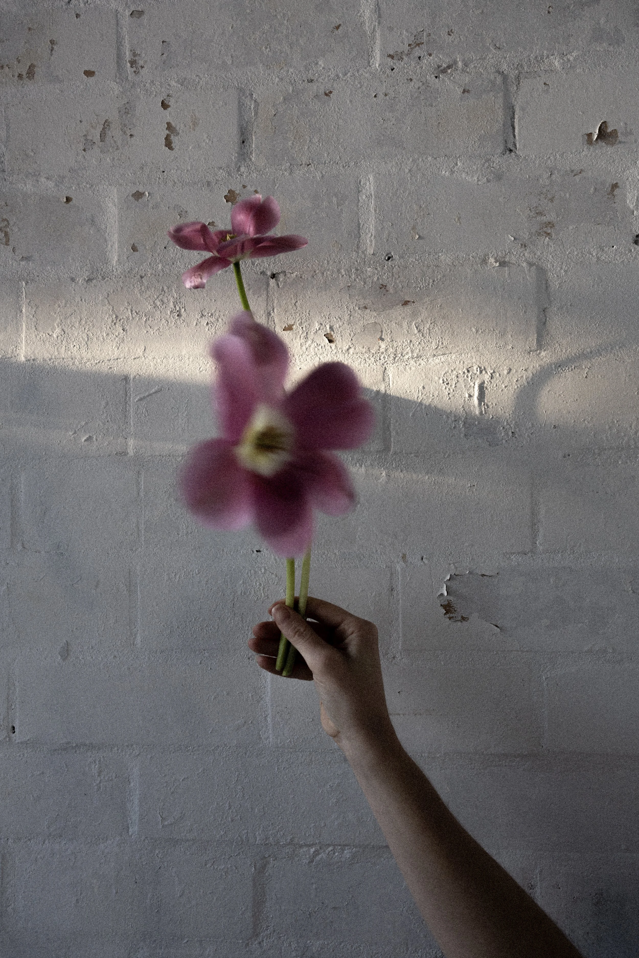 A person holding three pink flowers with a white and yellow center in front of a white brick wall.