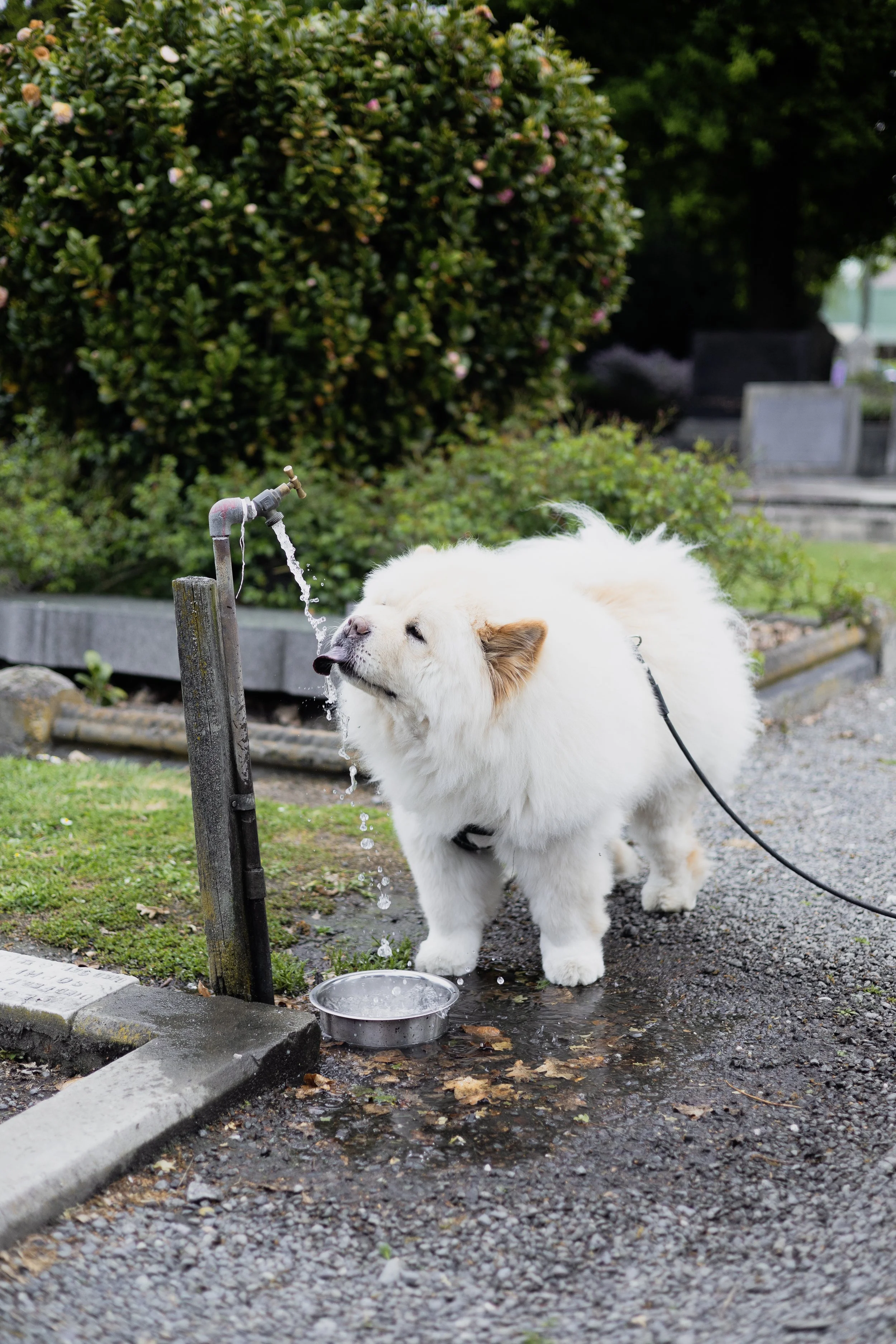 A fluffy white dog with brown ears drinking water from an outdoor water fountain, on a leash near a grassy area with bushes and trees.