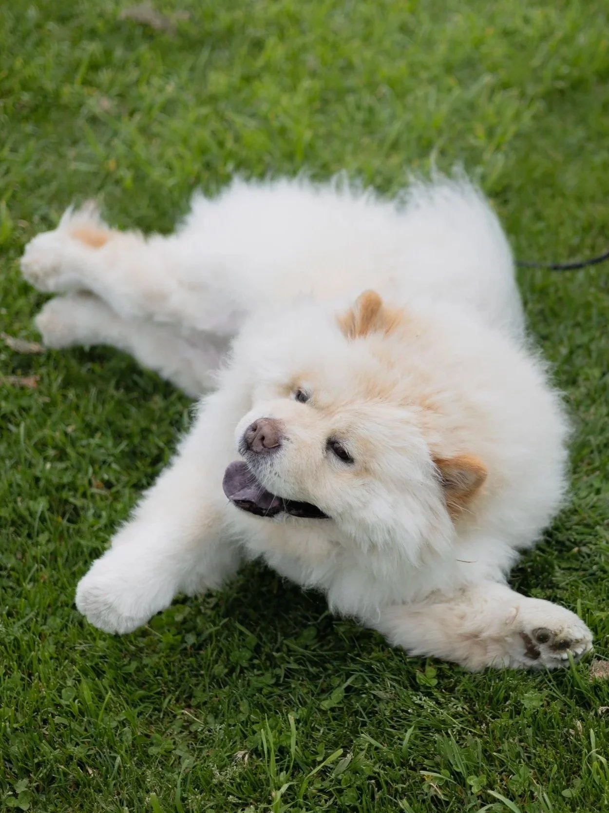 A fluffy, cream-colored puppy lying on green grass, playing with its paw.