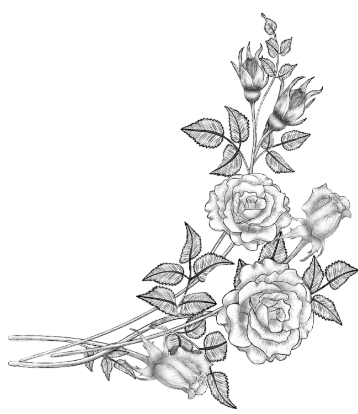 Hand-drawn floral corner illustration in soft botanical line art style