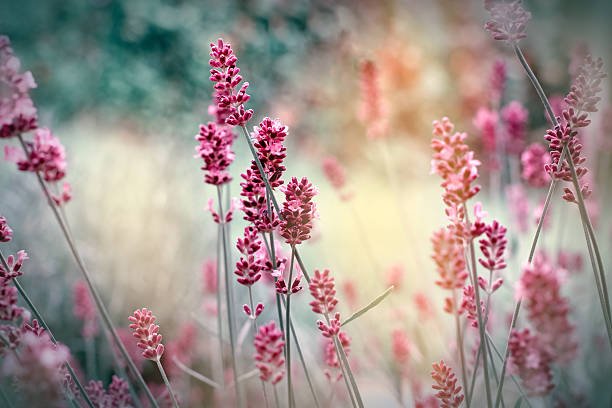 Pink wildflowers in soft natural light with blurred background