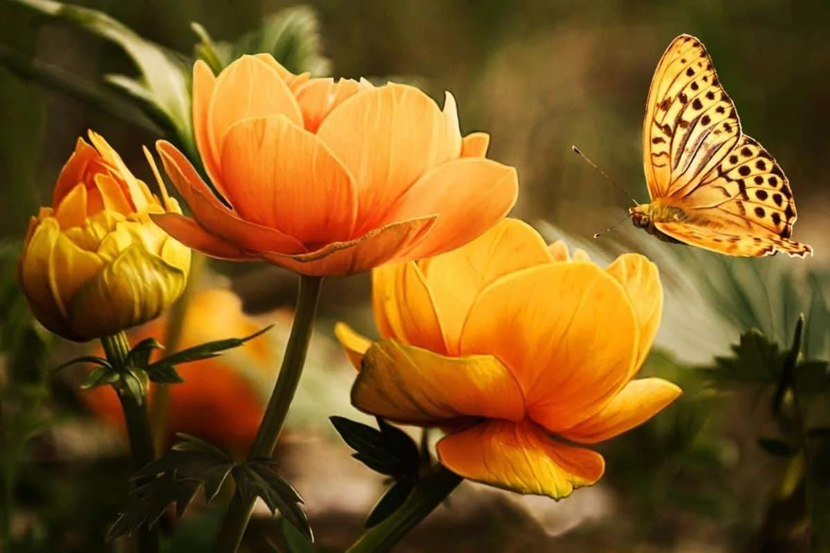 Orange flowers in bloom with a butterfly resting nearby