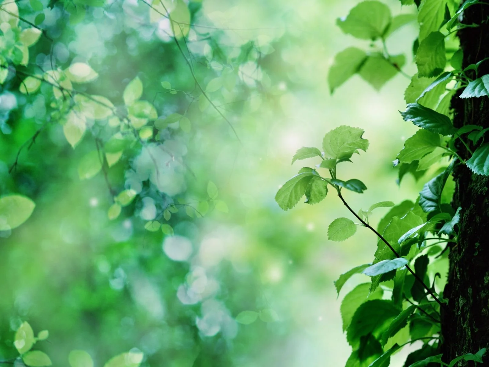 Soft green leaves on tree branches with blurred natural background
