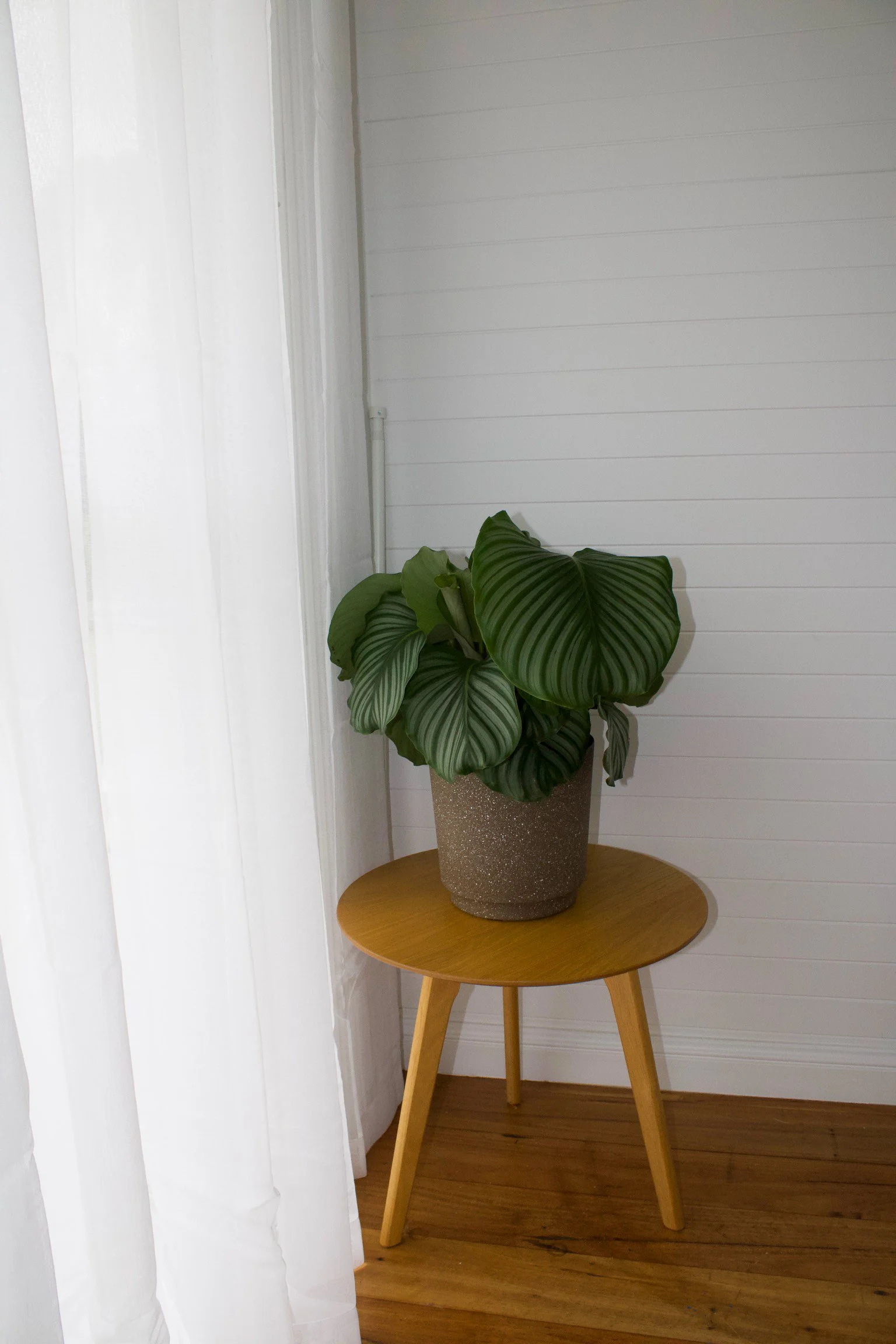 Indoor scene with a green potted plant on a round wooden table against a white wall and white curtains.