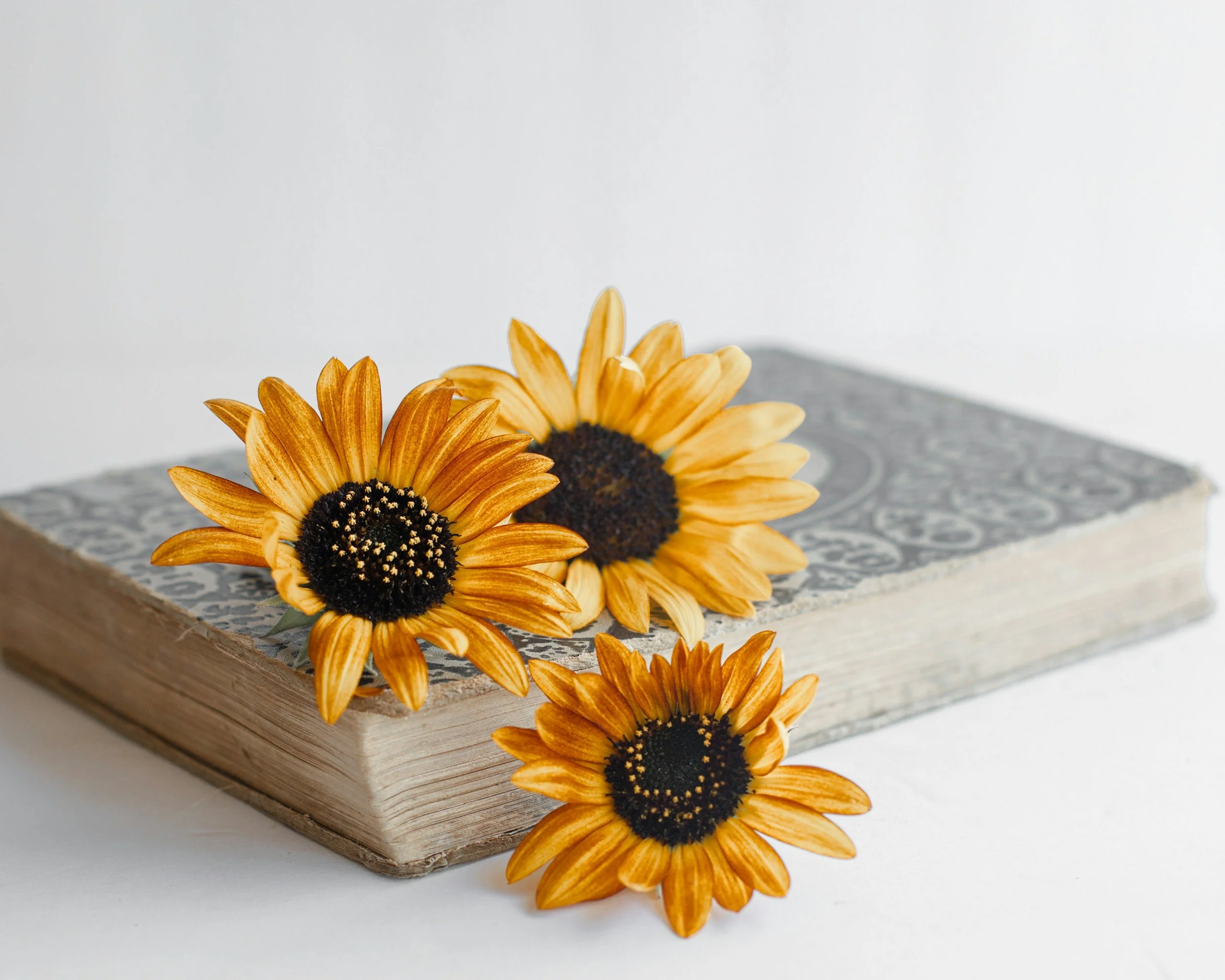 Three yellow-orange flowers with dark centers resting on a closed patterned book with a white background.