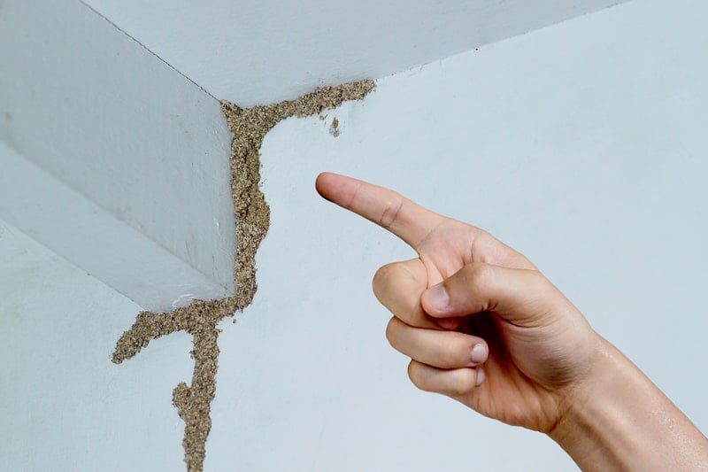 Structural Pest and Mold Inspection