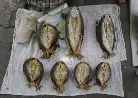 Seven raw fish with scales and fins laid out on a paper towel