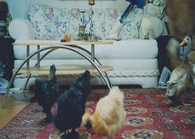 A group of four small dogs, including a black and gray one, a tan one, and a darker one, are inside a living room with a patterned rug, a white couch, and various decorative items, including a blue lamp and a chair.