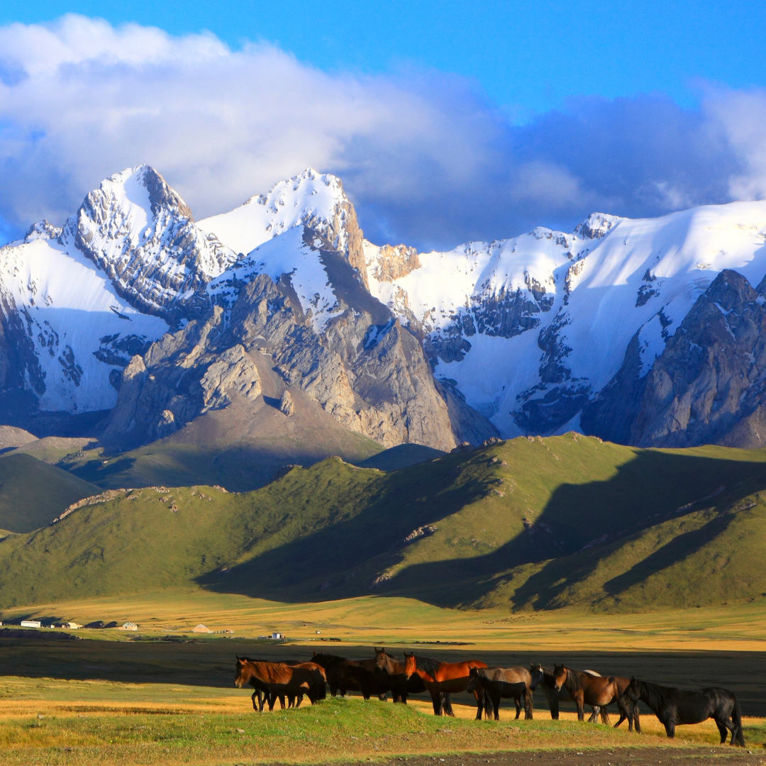 A herd of horses grazing on a grassy plain with green hills and towering snow-capped mountains in the background under a partly cloudy sky.