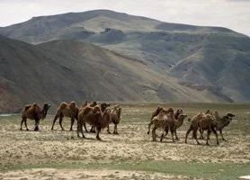 A caravan of camels walking across a flat landscape with mountainous terrain in the background.