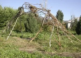 A fallen tree on a grassy area with some structures and trees in the background.