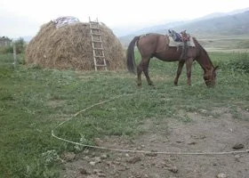 A horse grazing on grass near a haystack with a ladder leaning against it, set in a rural landscape.