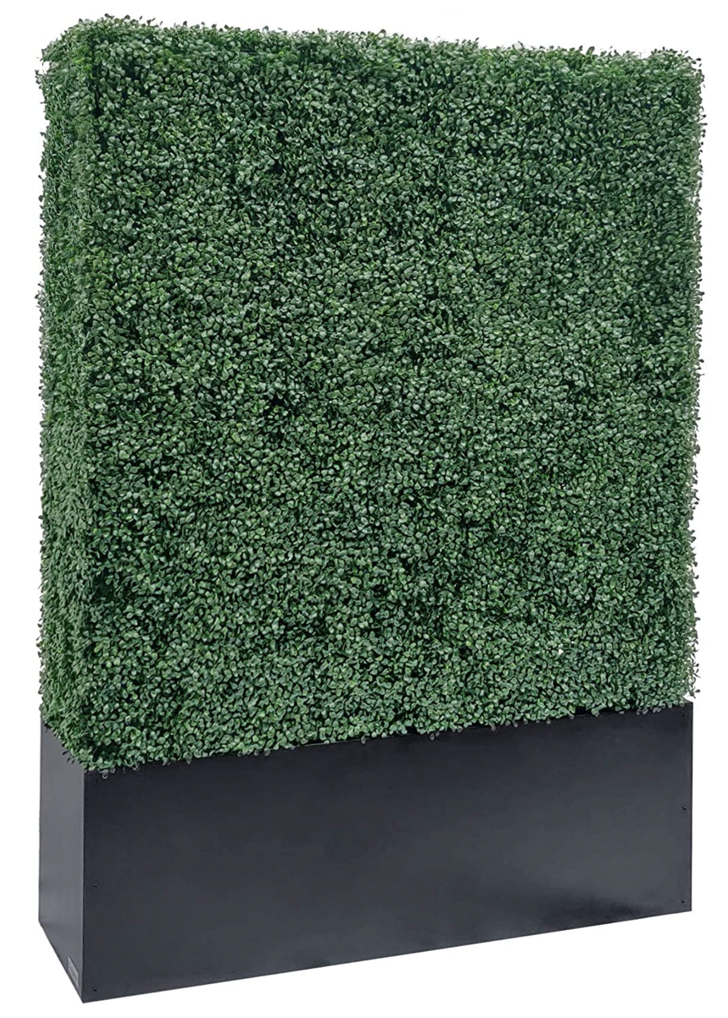 boxwood-hedge-rental